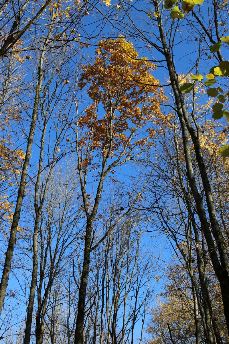 Изображение особи Quercus robur.