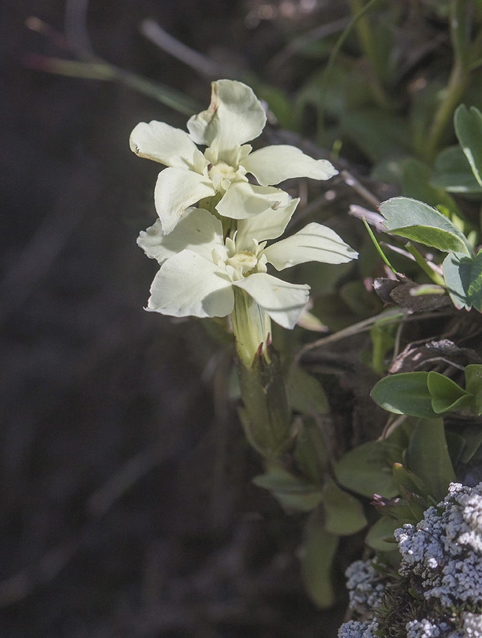Изображение особи Gentiana oschtenica.