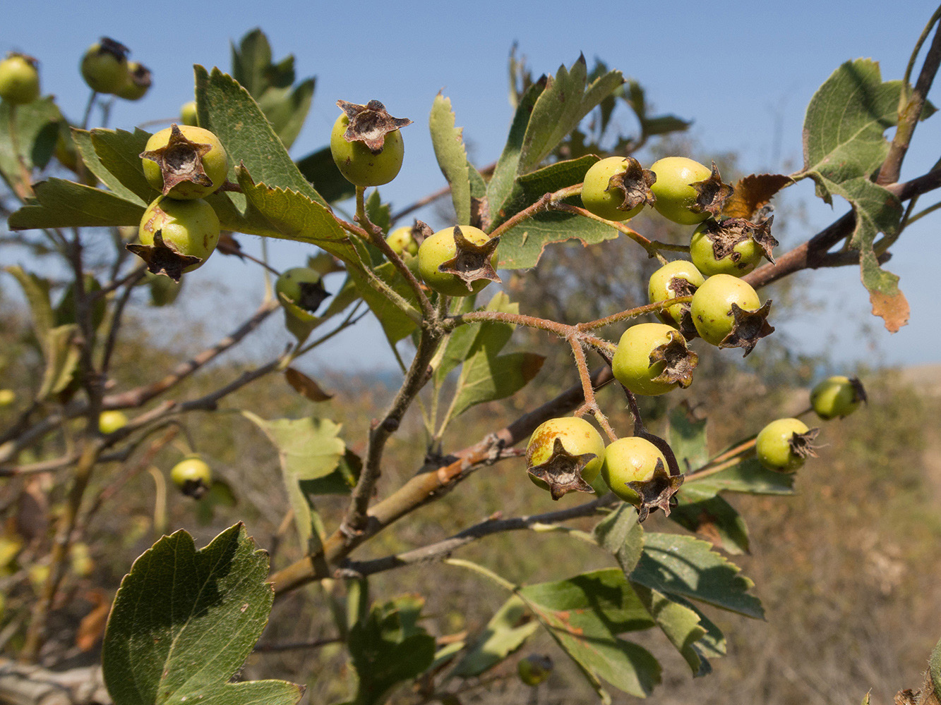 Изображение особи Crataegus taurica.