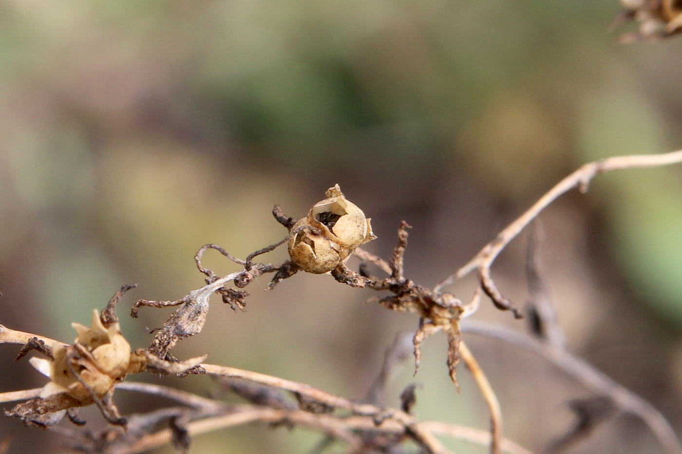 Image of Linaria genistifolia specimen.
