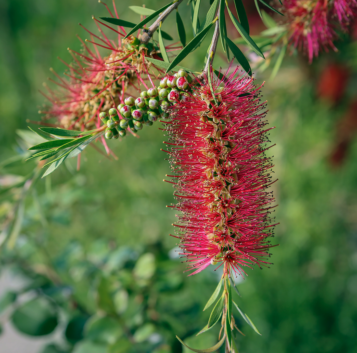 Изображение особи род Callistemon.