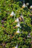 Diapensia obovata. Цветущие растения и шмель, опыляющий один из цветов. Хабаровский край, Советско-Гаванский р-н, Безымянный хр. 1811 м н.у.м., горная тундра. 29.06.2023.