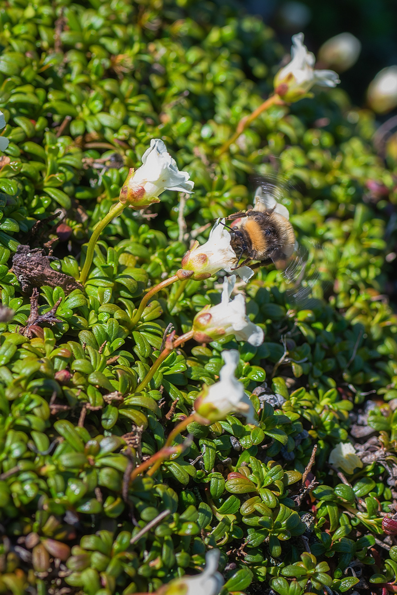 Изображение особи Diapensia obovata.