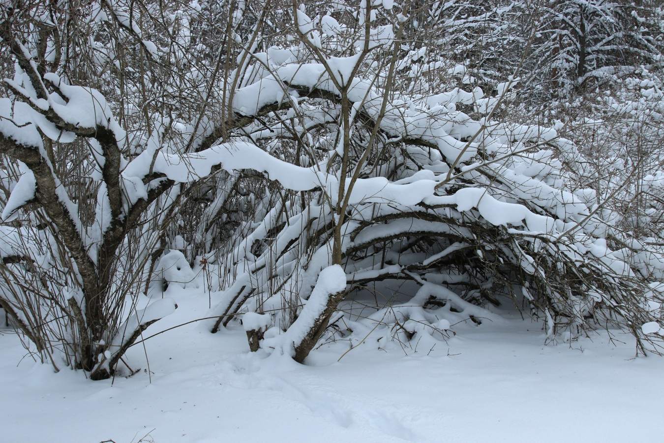 Image of Syringa &times; henryi specimen.