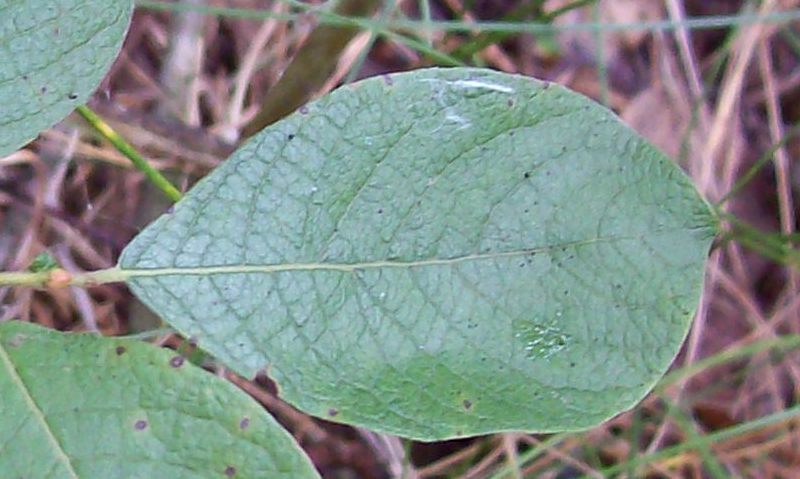 Изображение особи Salix aurita.