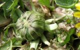 genus Taraxacum