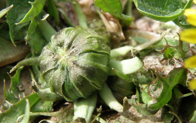 Image of genus Taraxacum specimen.