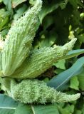 Asclepias syriaca. Плоды. Молдова. Кишинёв, Ботанический сад МГУ, коллекция лекарственных растений, в культуре. 28.07.2025.