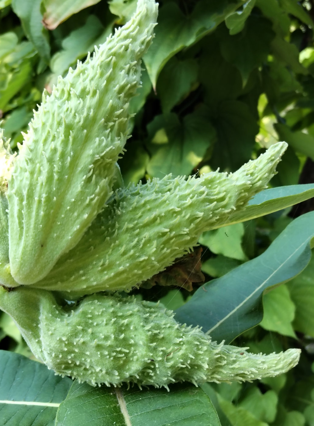 Image of Asclepias syriaca specimen.