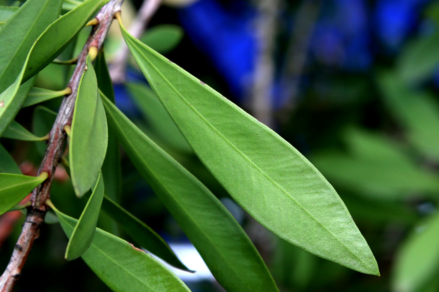 Image of Callistemon citrinus specimen.