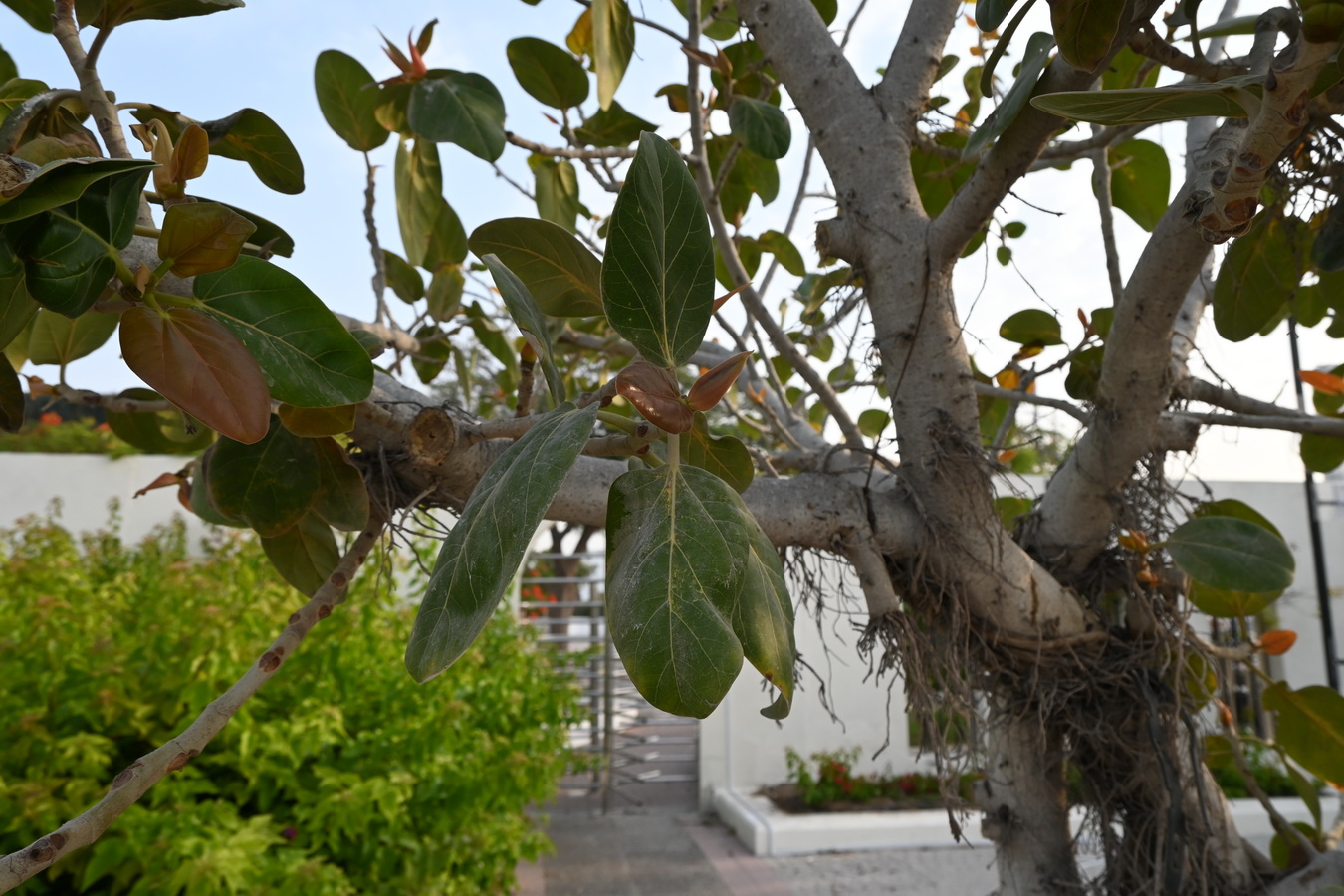 Изображение особи Ficus benghalensis.