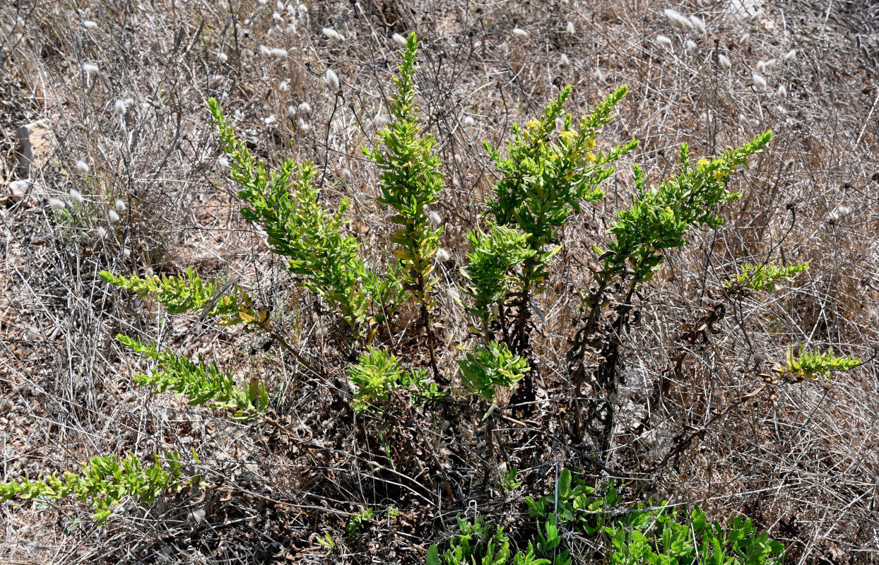 Image of Dittrichia viscosa specimen.