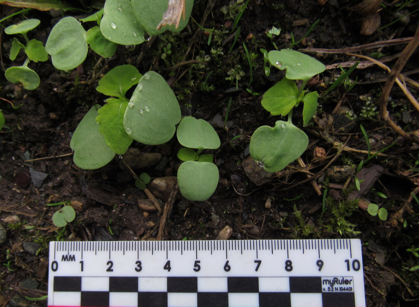 Image of Impatiens noli-tangere specimen.