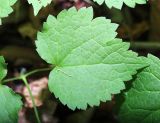Atragene koreana