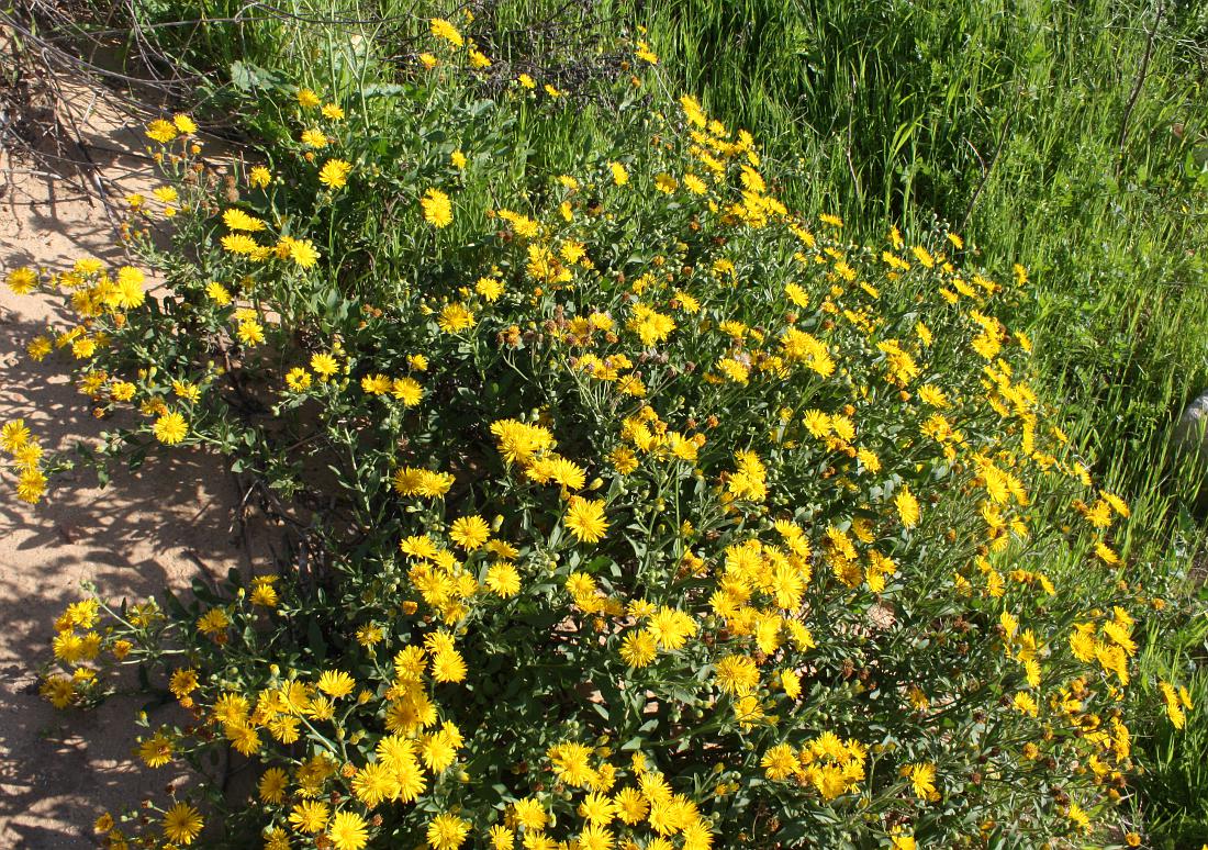 Изображение особи Heterotheca subaxillaris.