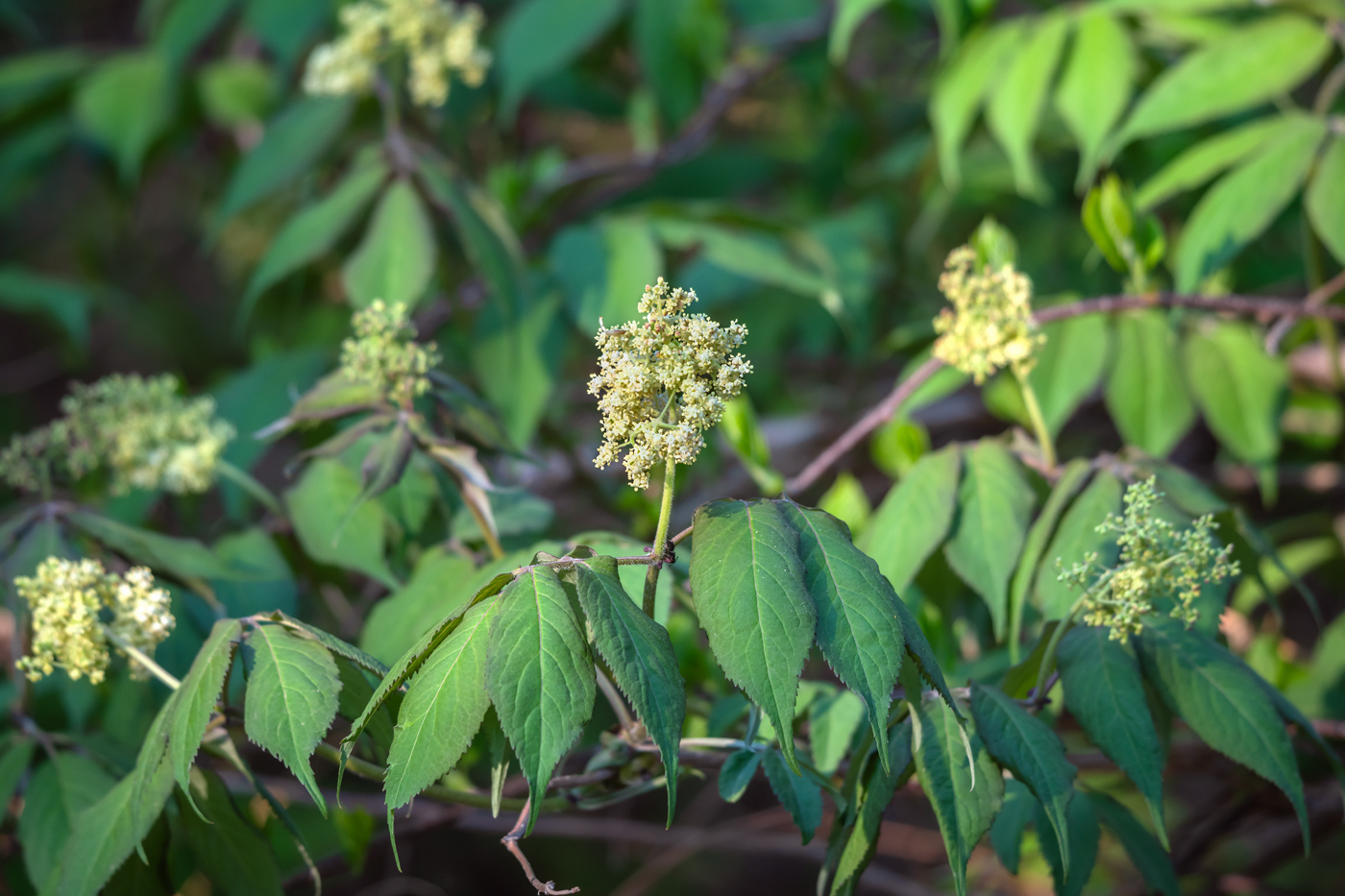 Image of Sambucus sibirica specimen.