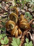 Dryopteris crassirhizoma. Разворачивающиеся вайи. Хабаровский край, г. Комсомольск-на-Амуре, дол. р. Силинка, лиственный лес. 16.05.2026.