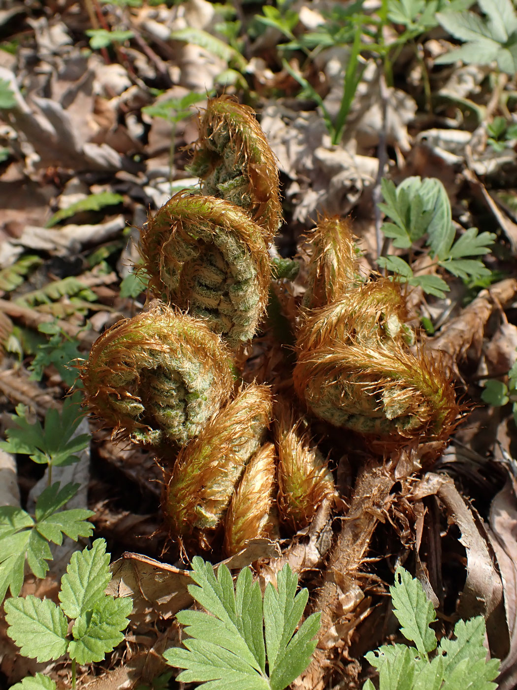 Image of Dryopteris crassirhizoma specimen.