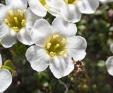 Diapensia obovata