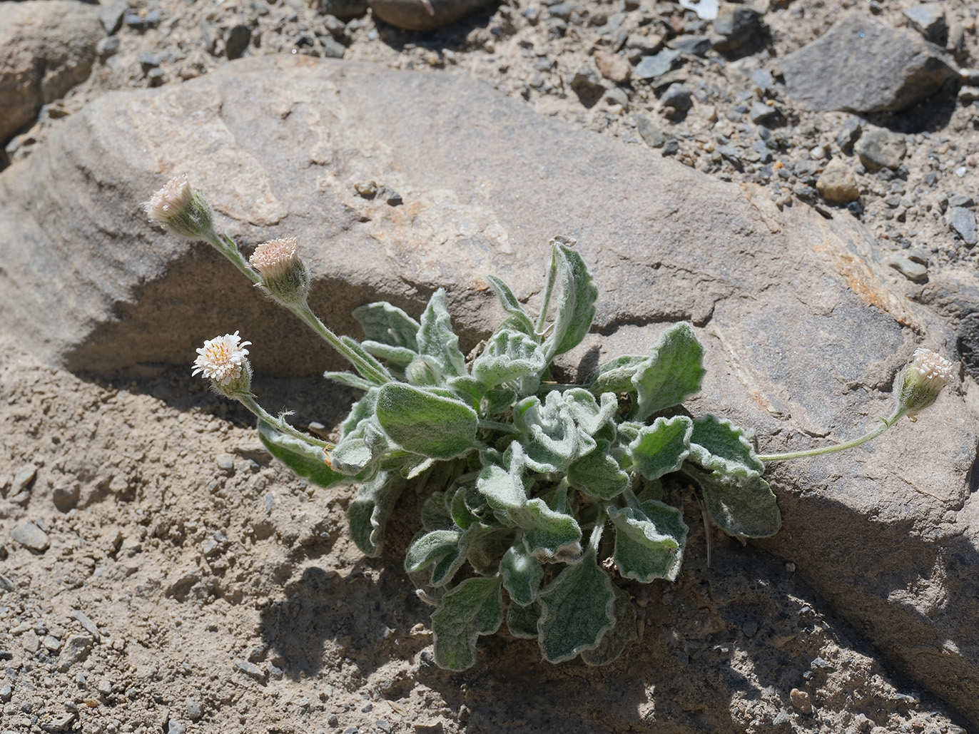 Image of Erigeron andryaloides specimen.