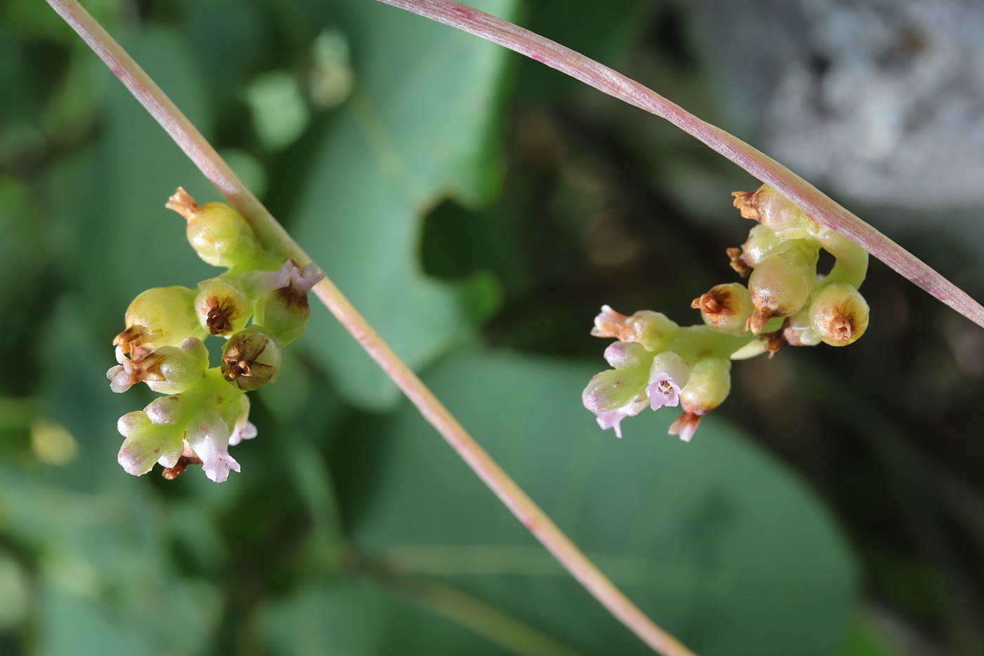 Image of Cuscuta monogyna specimen.