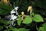 Lonicera japonica