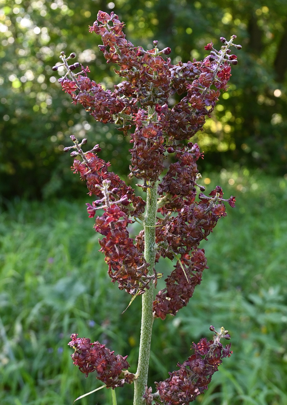 Image of Veratrum nigrum specimen.