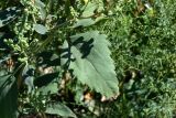 View full-size image Cyclachaena xanthiifolia