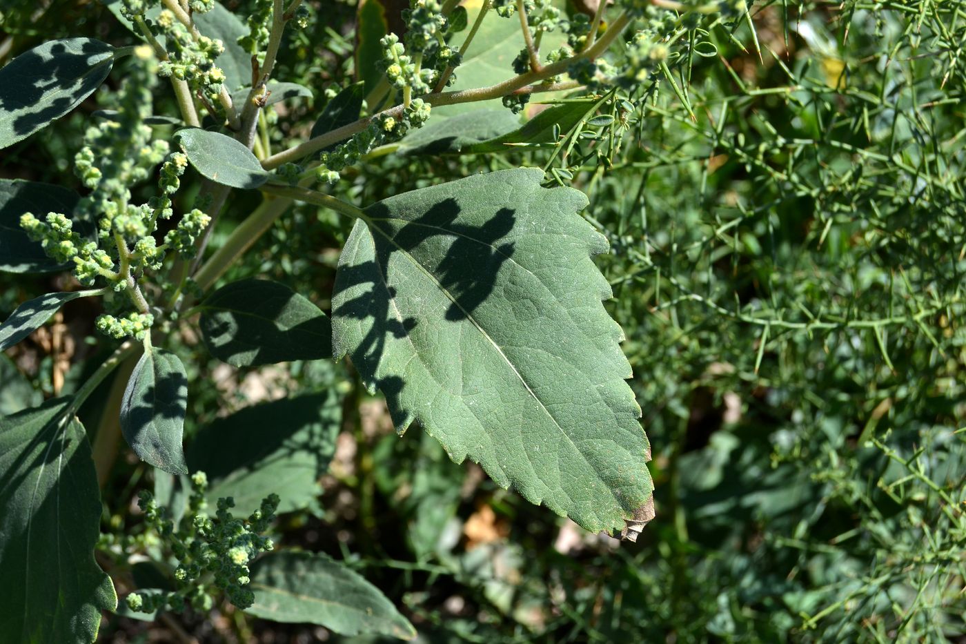 Image of Cyclachaena xanthiifolia specimen.