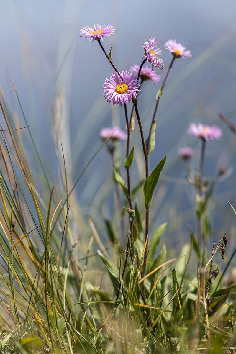 Image of Erigeron venustus specimen.