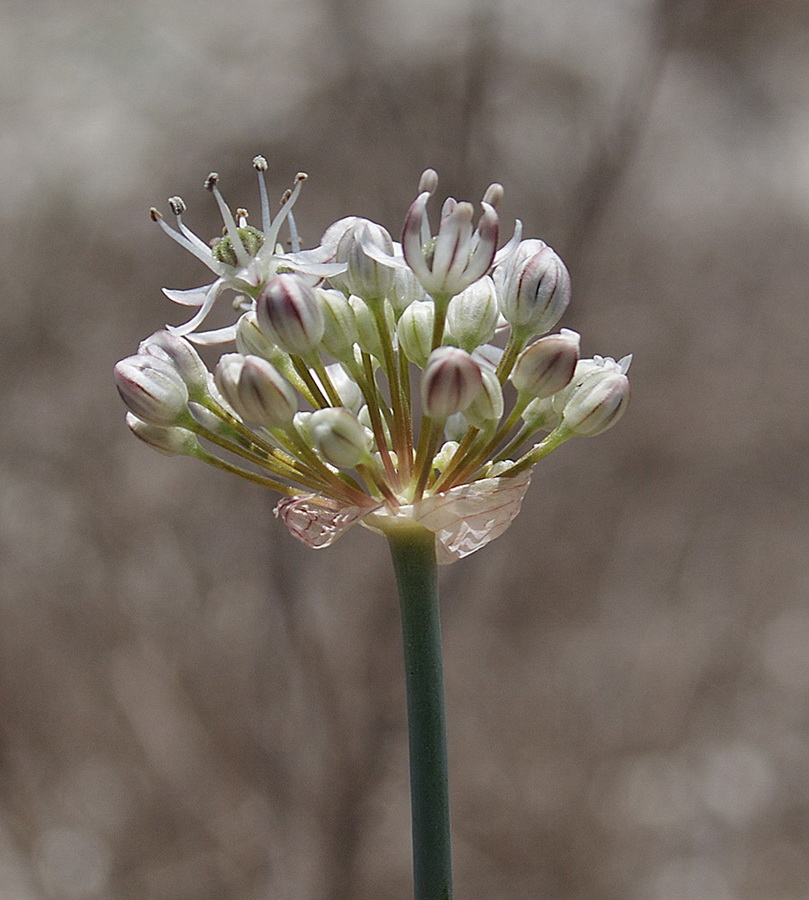 Image of Allium tulipifolium specimen.