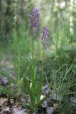 Dactylorhiza umbrosa. Цветущие растения. Таджикистан, Согдийская обл., Айнинский р-н; Памиро-Алай, Фанские горы, побережье оз. Искандеркуль, дол. р. Сарытаг, ≈ 2290 м н.у.м., лиственный пойменный лес. 25 июня 2026 г.