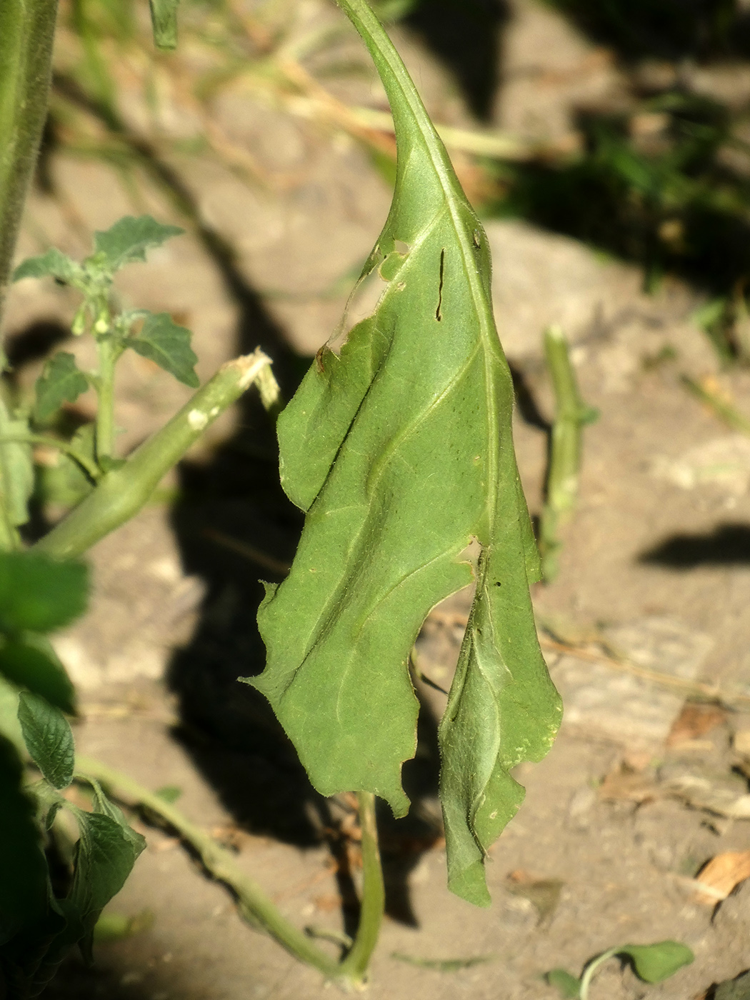 Image of Unknown species specimen.