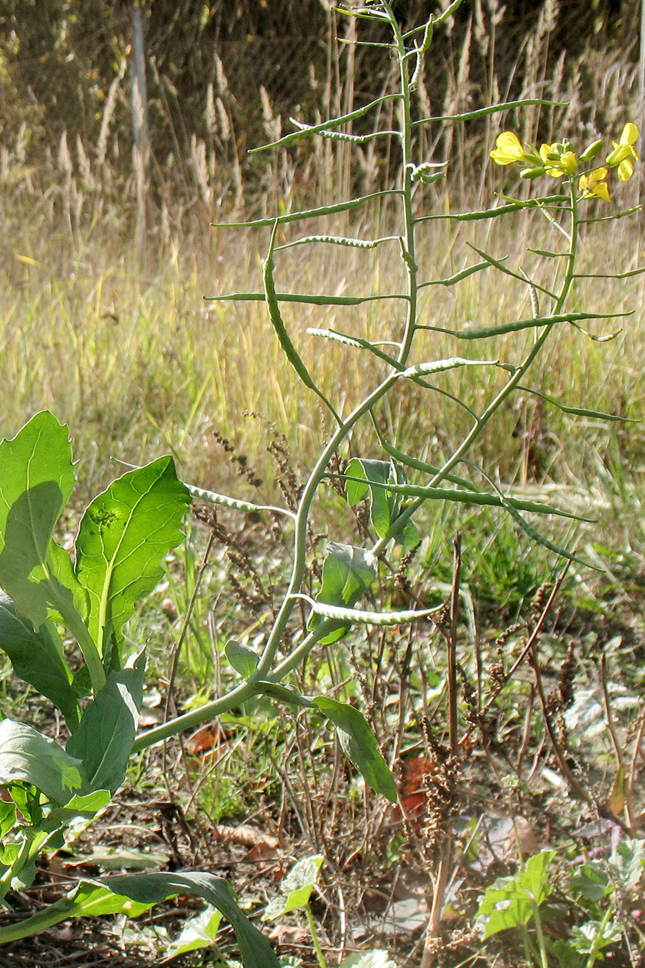 Image of Brassica napus specimen.