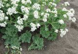 Crambe maritima. Побеги с соцветиями. Крым, Кутлакская бухта, песчаный пляж. 05.05.2011.