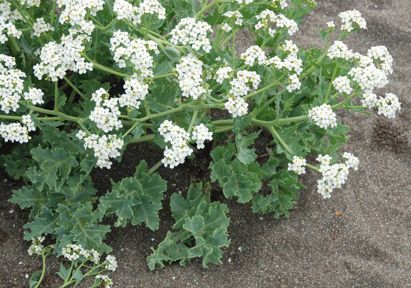 Изображение особи Crambe maritima.