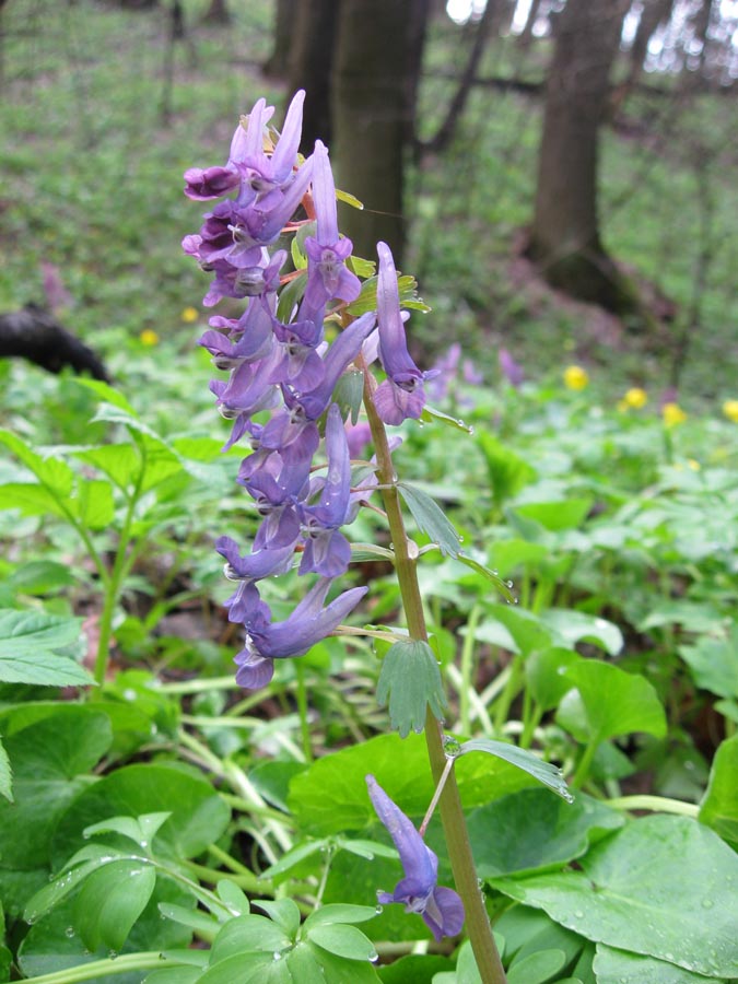 Image of Corydalis solida specimen.