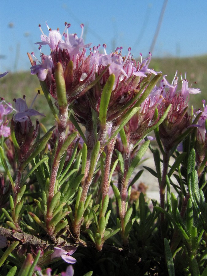 Изображение особи Thymus tauricus.