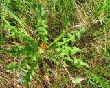 Taraxacum marklundii. Отцветшее растение. Ярославская обл., Брейтовский р-н, с. Горинское, берег р. Себла. 30.05.2010.