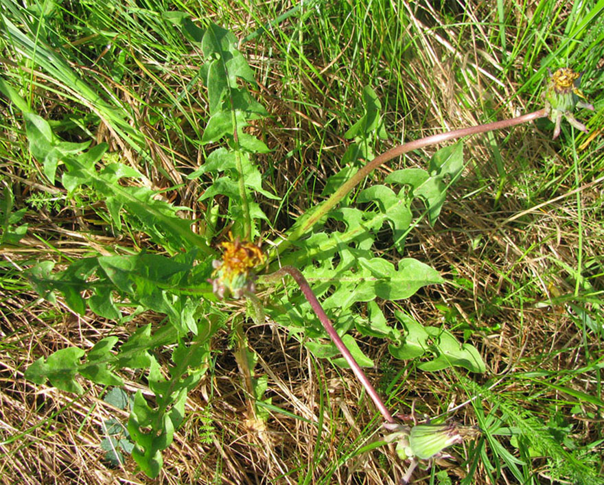 Изображение особи Taraxacum marklundii.