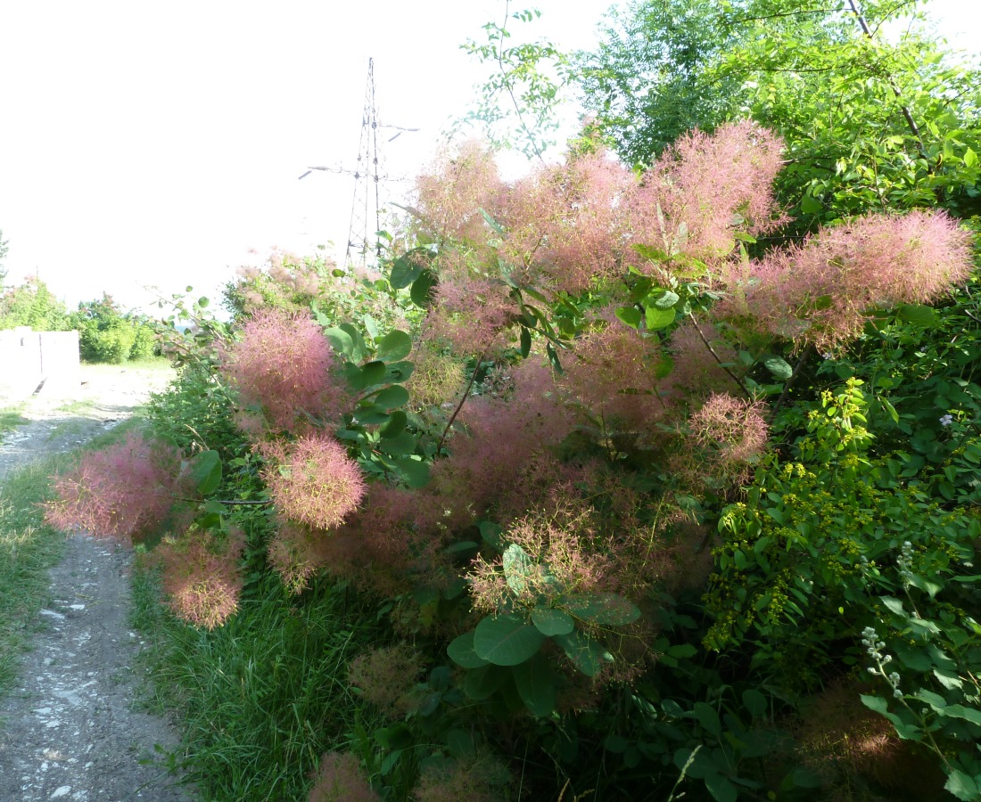 Изображение особи Cotinus coggygria.