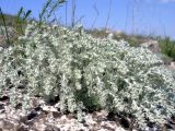 Artemisia caucasica