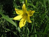 Hemerocallis lilio-asphodelus