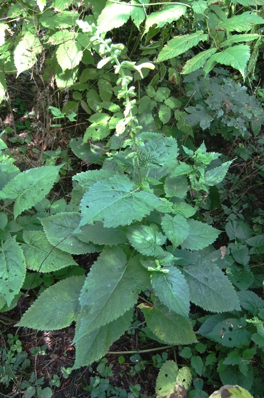 Изображение особи Salvia glutinosa.