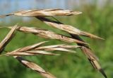 Bromopsis inermis. Часть общего соплодия. Окр. Архангельска, луг близ реки. 13.08.2011.