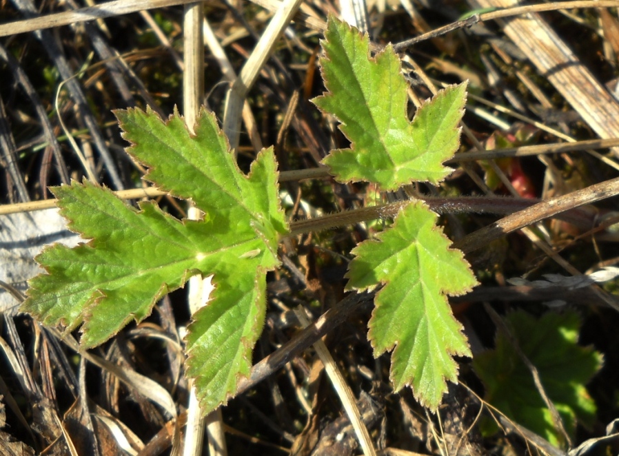 Image of Heracleum sibiricum specimen.