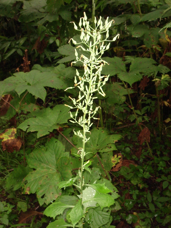 Image of Lactuca raddeana specimen.