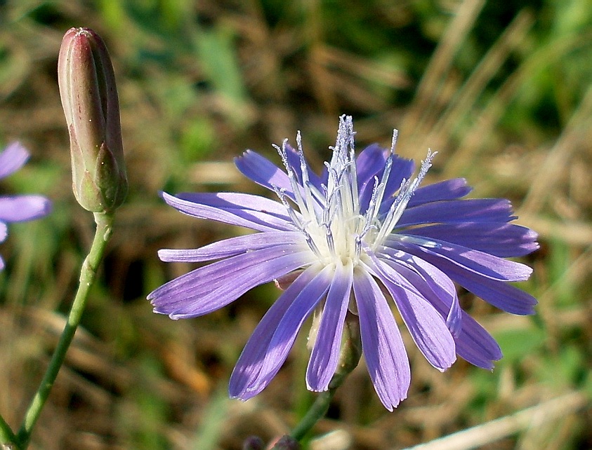 Image of Lactuca tatarica specimen.