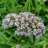 Valeriana officinalis. Соцветие. Вологодская обл., Сокольский р-н, пойма р. Кубена. 7 июня 2007 г.