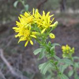 Solidago virgaurea